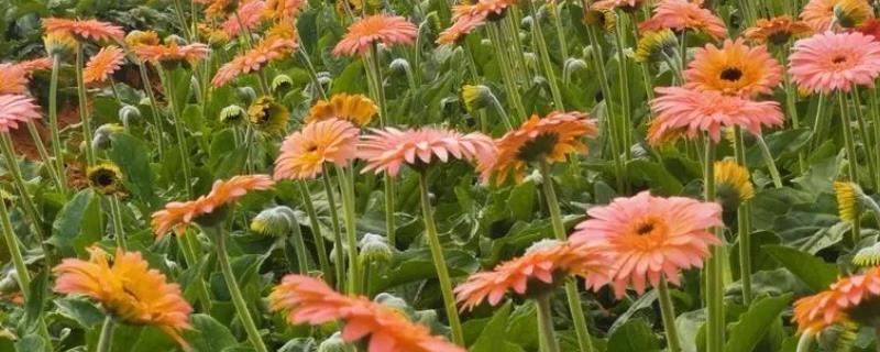 非洲菊怎么种植