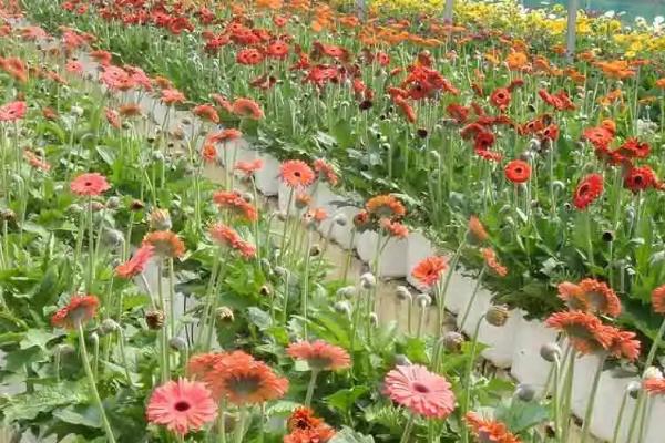 非洲菊怎么种植，深穴浅植、根颈部要露出土表1-1.5厘米