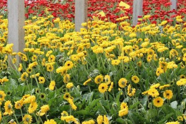 非洲菊怎么种植，深穴浅植、根颈部要露出土表1-1.5厘米