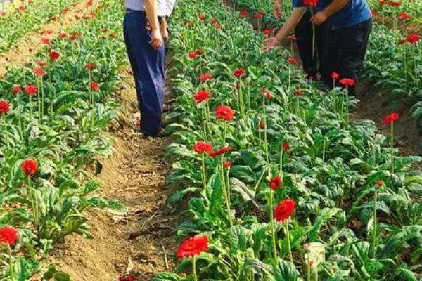 非洲菊怎么种植，深穴浅植、根颈部要露出土表1-1.5厘米