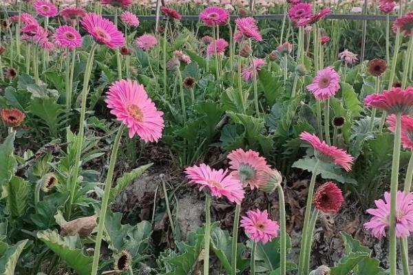 非洲菊怎么种植，深穴浅植、根颈部要露出土表1-1.5厘米