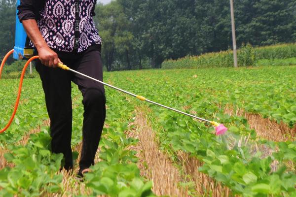 大豆氮肥的正确施用方法，幼苗期是首次需氮的关键时期