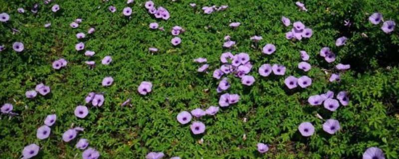 五爪金龙的养殖要点