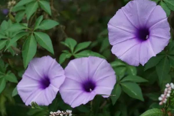 五爪金龙的养殖要点，养殖环境的空气湿度要保持在70-80%