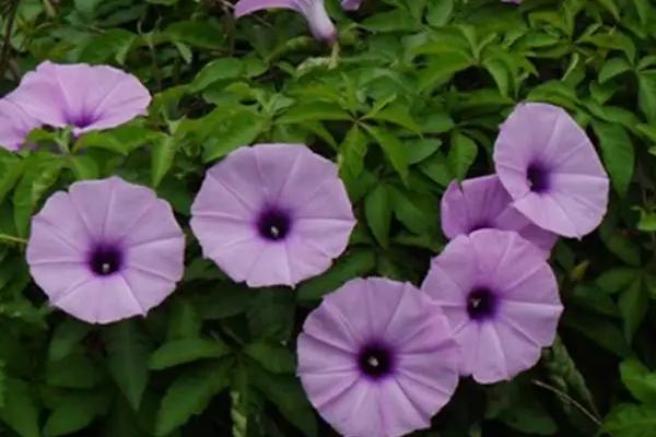 五爪金龙的养殖要点，养殖环境的空气湿度要保持在70-80%