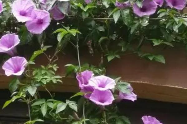 五爪金龙的养殖要点，养殖环境的空气湿度要保持在70-80%