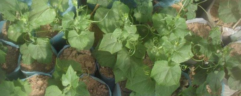 佛手瓜怎么繁殖