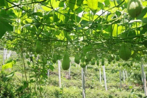 佛手瓜怎么繁殖，可采用扦插、播种等方法