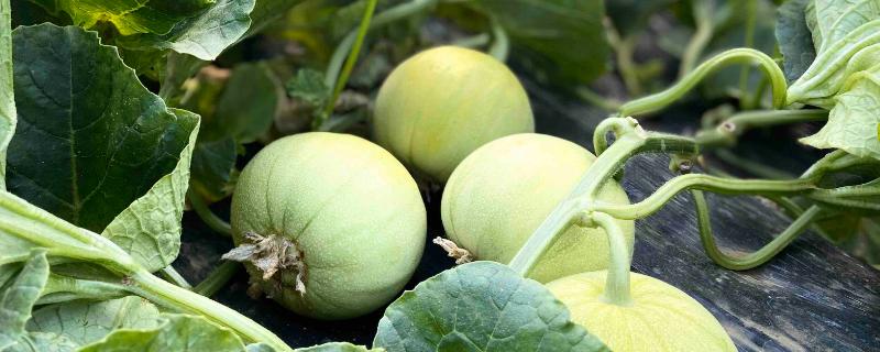 甜瓜坐果期如何控旺