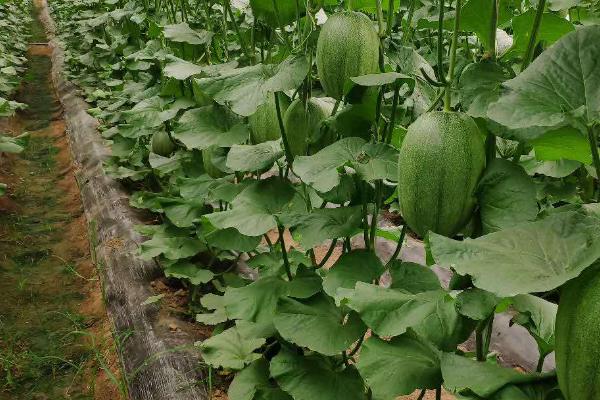 甜瓜坐果期如何控旺，坐果期减少水肥的供应可起到控旺效果