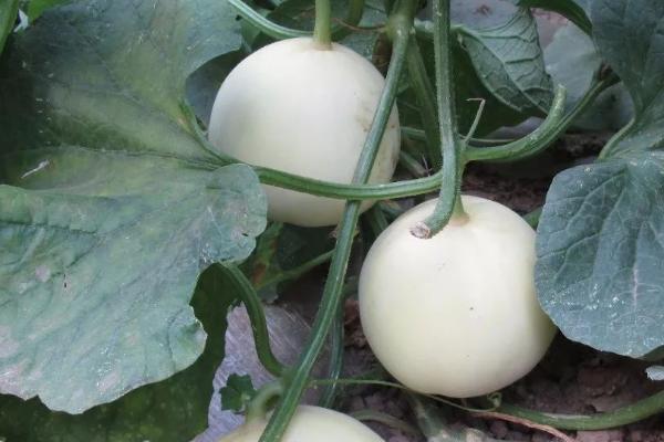 甜瓜坐果期如何控旺，坐果期减少水肥的供应可起到控旺效果