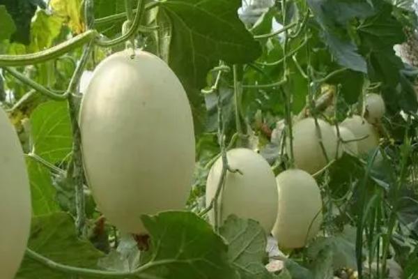 甜瓜坐果期如何控旺，坐果期减少水肥的供应可起到控旺效果