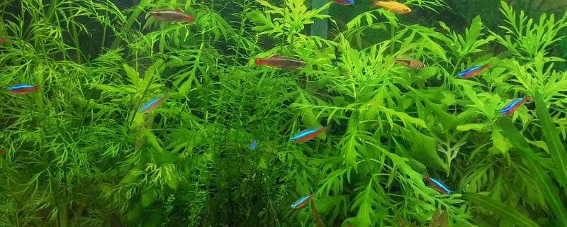 红绿灯鱼喂多了会撑死吗