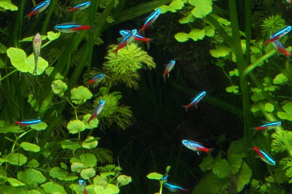 红绿灯鱼喂多了会撑死吗，不会撑死但容易患上肠炎