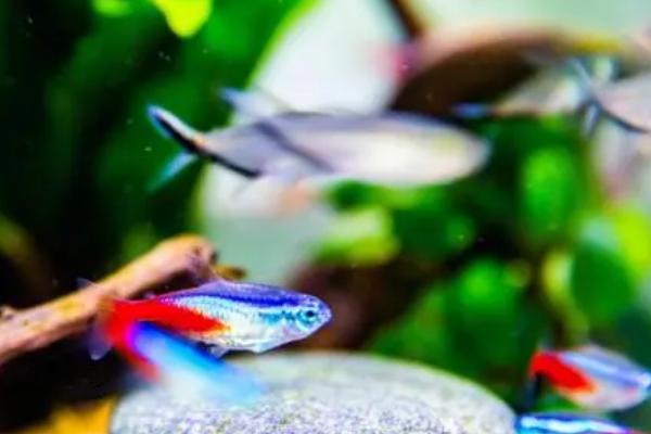 红绿灯鱼喂多了会撑死吗，不会撑死但容易患上肠炎