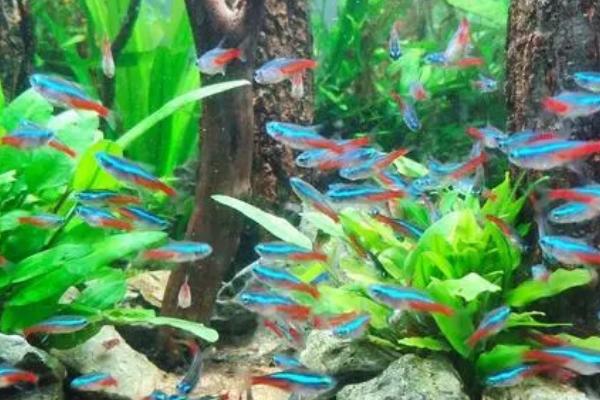 红绿灯鱼喂多了会撑死吗，不会撑死但容易患上肠炎