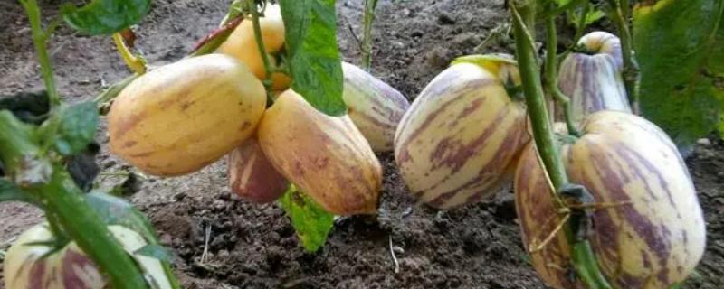 人参果的栽培技巧