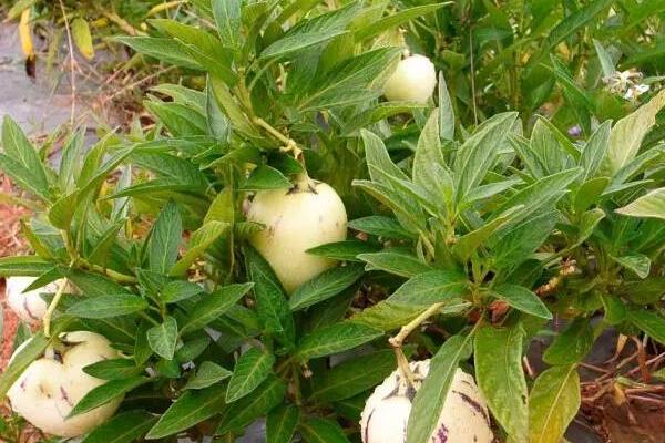 人参果的栽培技巧，高压法繁殖可提高产量