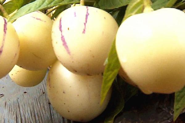 人参果的栽培技巧，高压法繁殖可提高产量