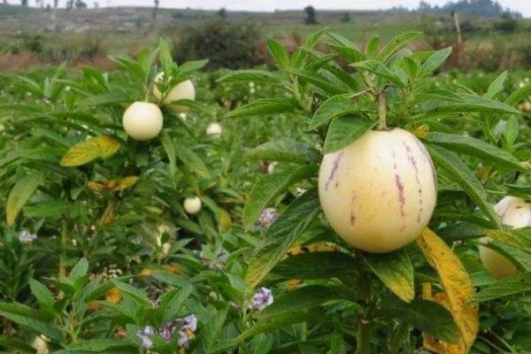 人参果的栽培技巧，高压法繁殖可提高产量