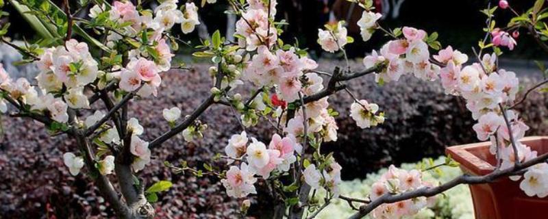 西府海棠怎么养