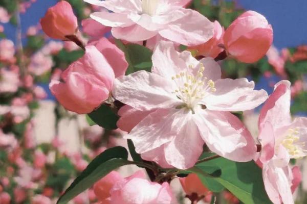 西府海棠怎么养，生长适温20-28℃