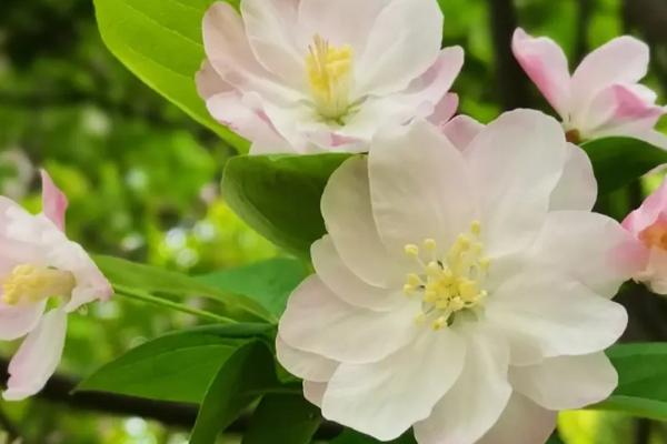 西府海棠怎么养，生长适温20-28℃