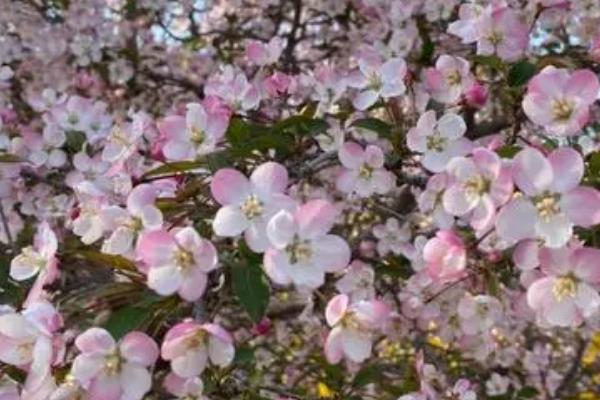 西府海棠怎么养，生长适温20-28℃