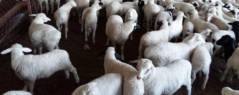 羊驱虫的正确方法