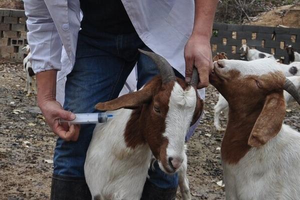 羊驱虫的正确方法，注意选择合适的驱虫药