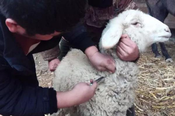 羊驱虫的正确方法，注意选择合适的驱虫药
