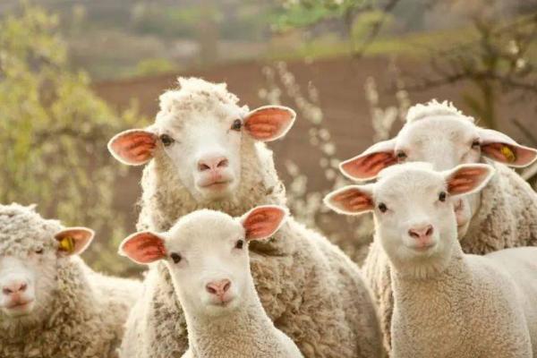 羊驱虫的正确方法，注意选择合适的驱虫药