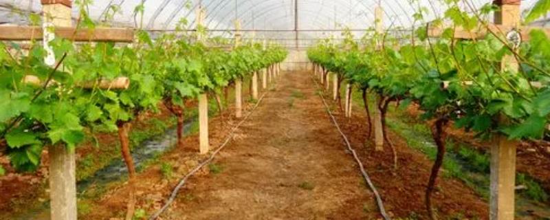 早春葡萄的管理方法