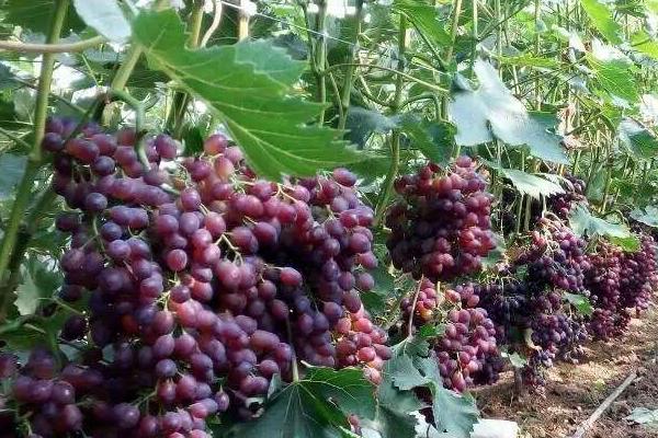 早春葡萄的管理方法，需扒除树上的死皮并集中烧毁