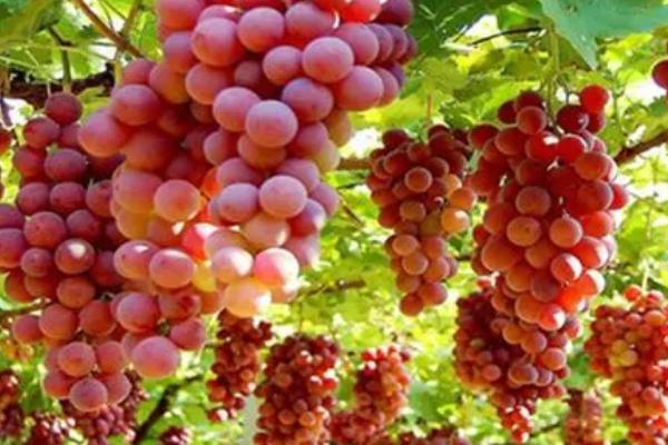 早春葡萄的管理方法，需扒除树上的死皮并集中烧毁