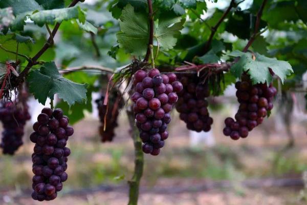 早春葡萄的管理方法，需扒除树上的死皮并集中烧毁