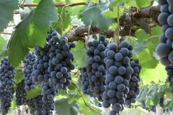 早春葡萄的管理方法，需扒除树上的死皮并集中烧毁