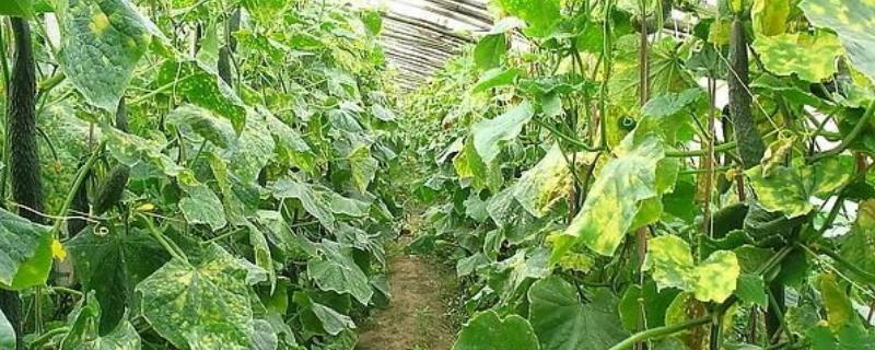 春季怎么防治黄瓜霜霉病