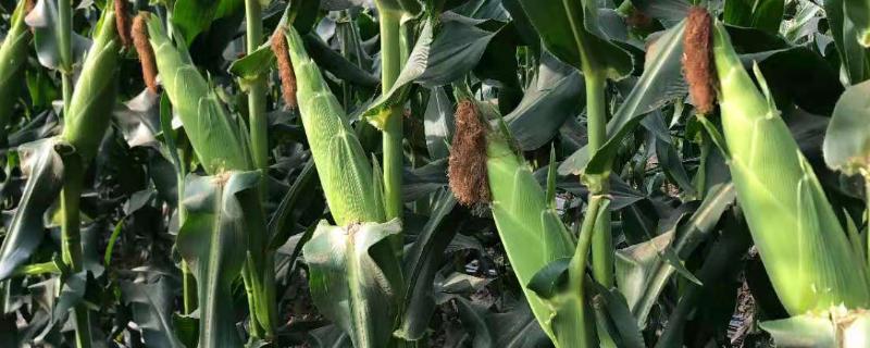 种植玉米为什么要打三次药