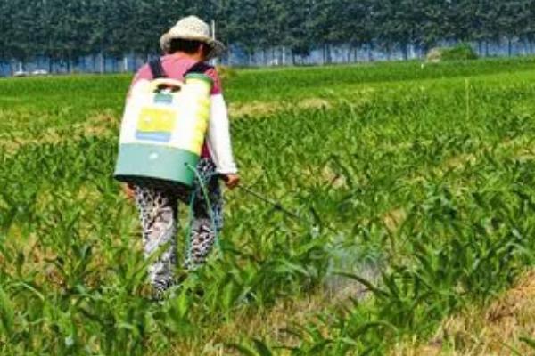 种植玉米为什么要打三次药，目的是除草、防治病虫