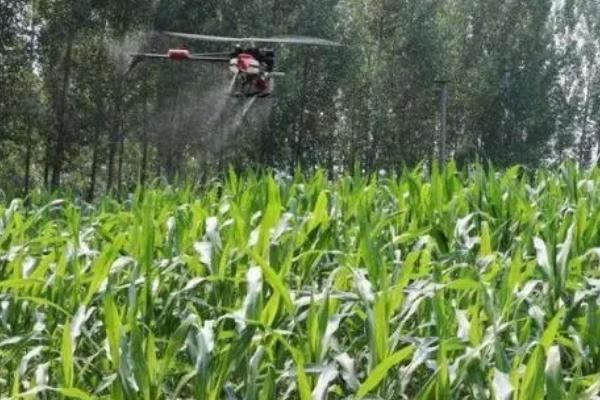 种植玉米为什么要打三次药，目的是除草、防治病虫