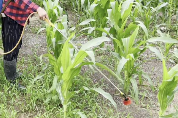 种植玉米为什么要打三次药，目的是除草、防治病虫