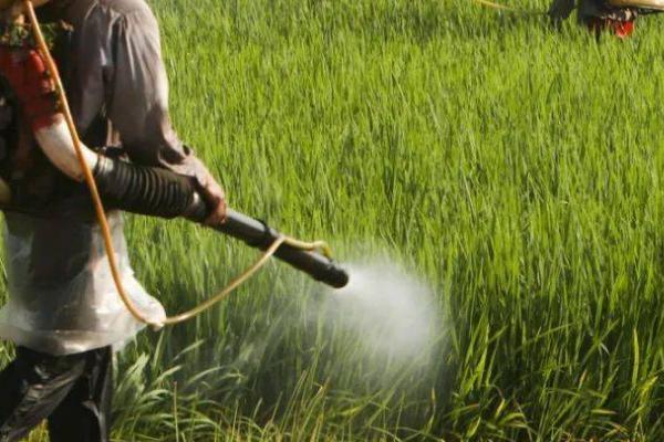 使用吡虫啉的误区，你一定要了解