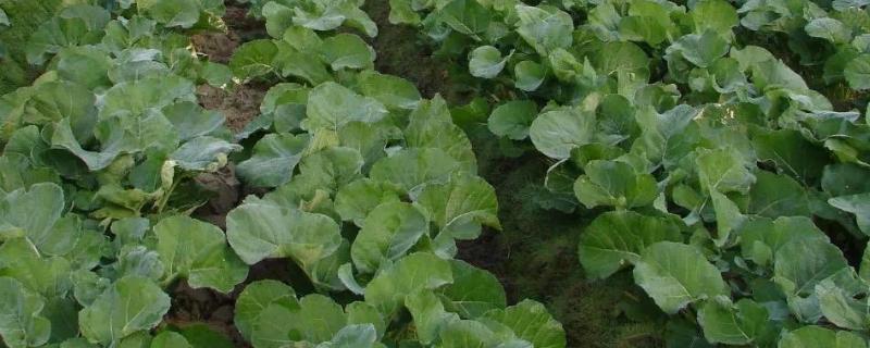 油菜常见病虫害及防治方式