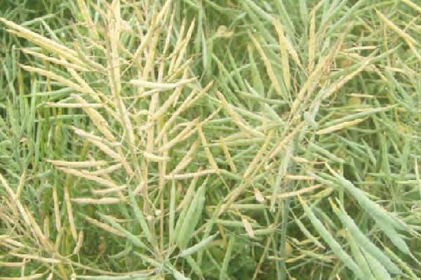 油菜常见病虫害及防治方式，认清病虫害综合防治