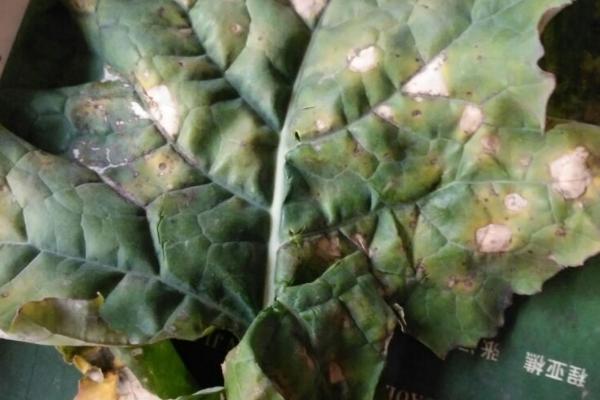 油菜常见病虫害及防治方式，认清病虫害综合防治