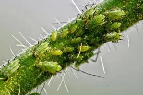 油菜常见病虫害及防治方式，认清病虫害综合防治