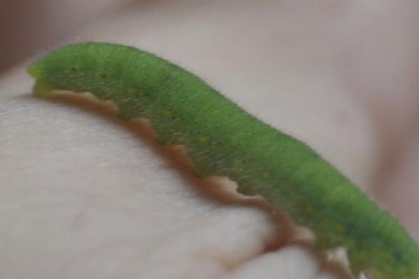 油菜常见病虫害及防治方式，认清病虫害综合防治