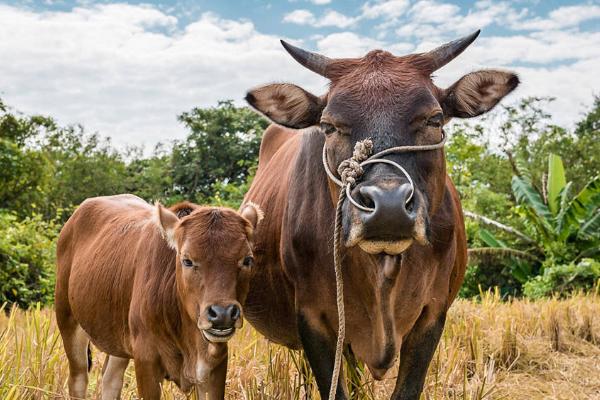 小牛不爱吃料的原因，可能是饲料适口性差