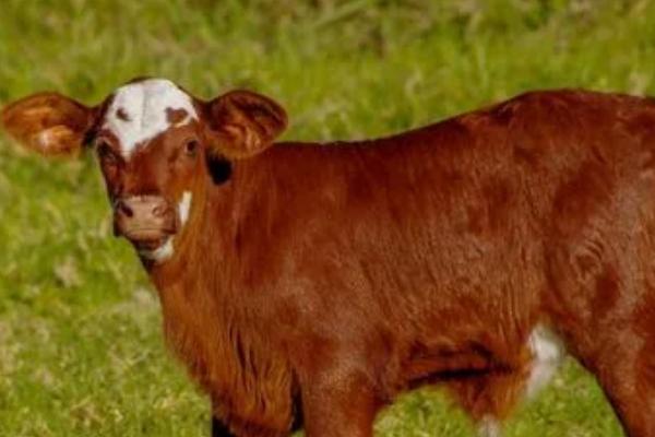 小牛不爱吃料的原因，可能是饲料适口性差